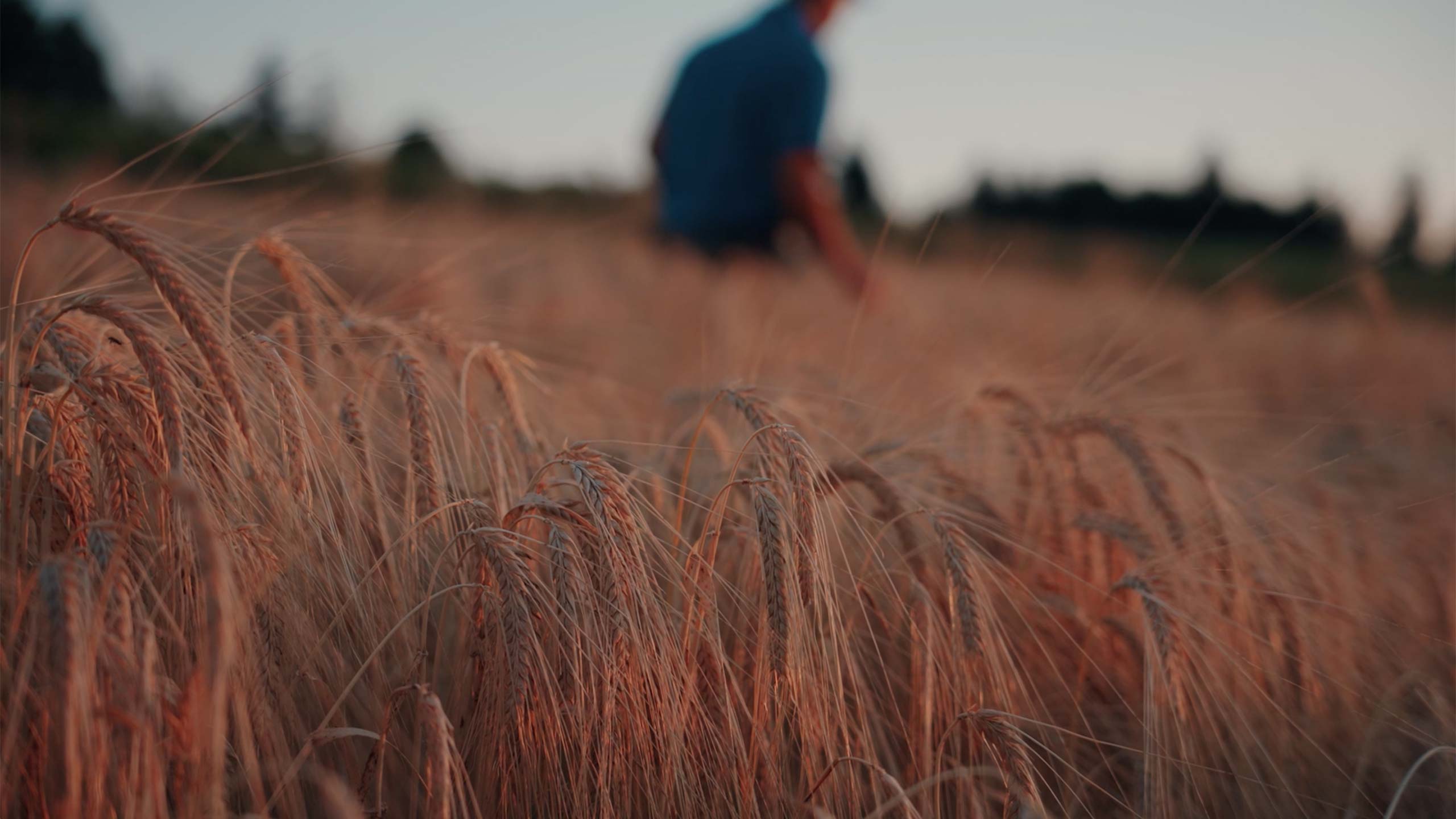 Getreideähren und ein Mensch auf dem Feld – Originalmotiv von Aareguet